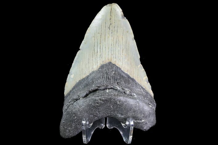 Bargain, Megalodon Tooth - North Carolina #83945